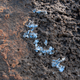 “Plasticrust” sticking to rocks on the shores of Madeira